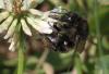 Bombus humilis